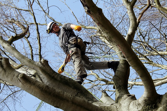 山神　林業　大分　求人